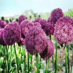 Allium Pinball Wizard X 5