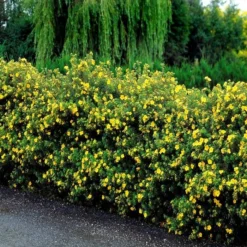 Potentilla Fruticosa/Potentille X 10