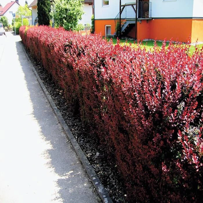 Haie De Berberis Thunbergii/Épinette X 10 1 Haie De Berberis Thunbergii/Épinette X 10