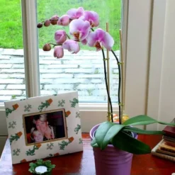 Phalaenopsis Soft Pink -Promos Jardin Exquis Boutique fd12507wh jpg