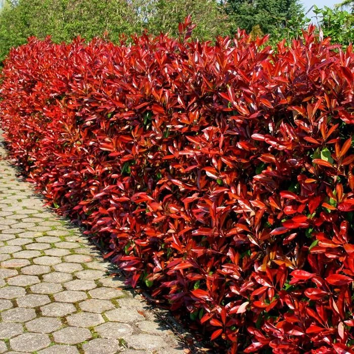 Photinia Fraseri Red Robin X 5 1 Photinia Fraseri Red Robin X 5