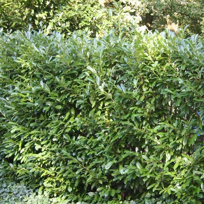 Prunus Laurocerarus Otto Luyken X 5 1 Prunus Laurocerarus Otto Luyken X 5
