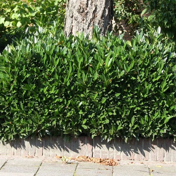 Prunus Laurocerarus Otto Luyken X 5 2 Prunus Laurocerarus Otto Luyken X 5 – Image 2