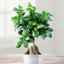 Ficus Retusa Microcarpa Ginseng 12 Cm