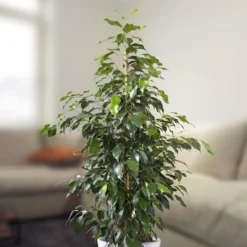 Ficus Benjamina Danielle 100cm