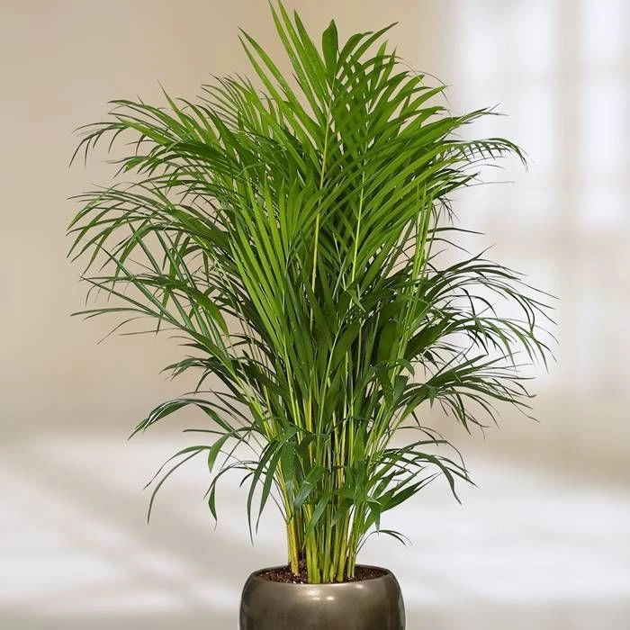 Areca Palm 1 Areca Palm
