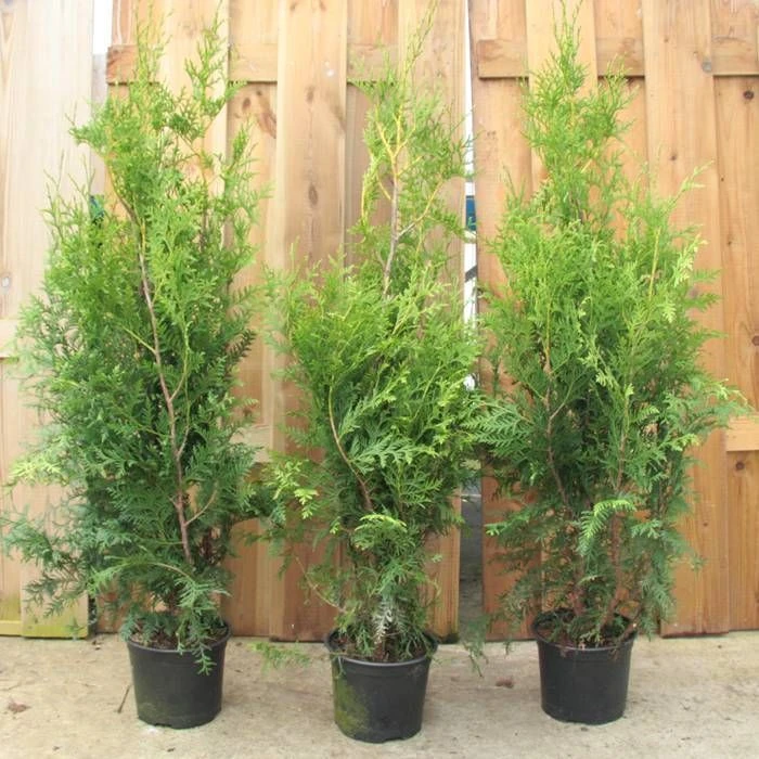 Thuja Occidentalis Brabant 1 Thuja Occidentalis Brabant