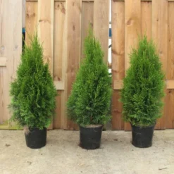 Thuja Occidentalis Smaragd 21cm