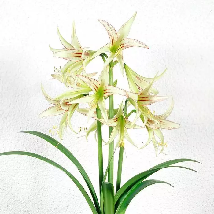 Amaryllis Emerald 1 Amaryllis Emerald