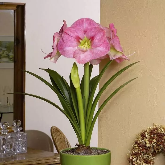 Hippeastrum Amaryllis Rose En Pot 1 Hippeastrum Amaryllis Rose En Pot