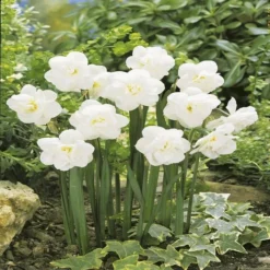 Narcisse Snow Ball X 10