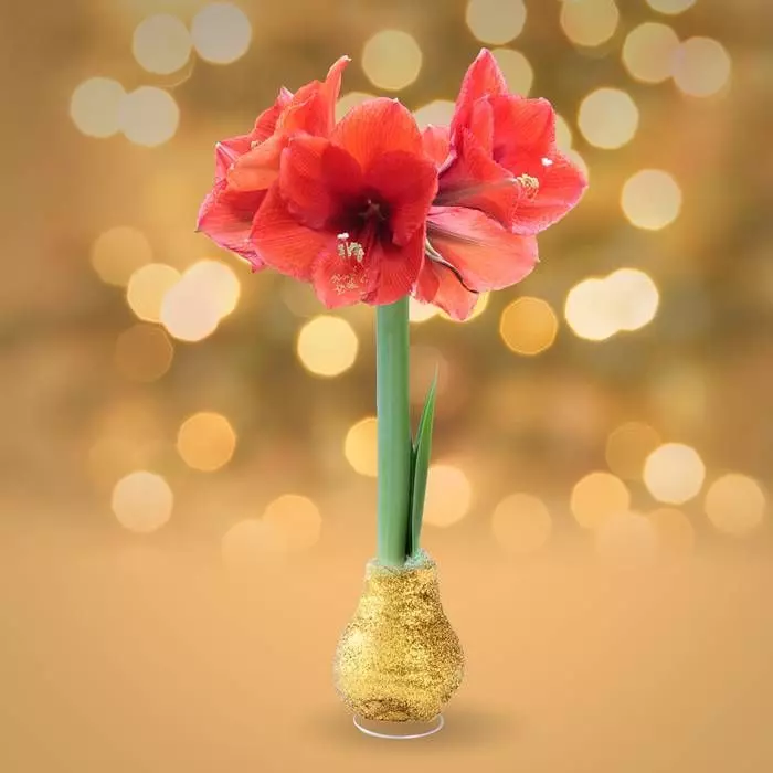Amaryllis Touch Of Wax Or 2 Amaryllis Touch Of Wax Or – Image 2