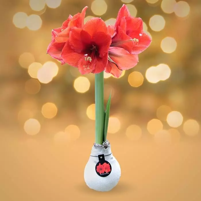 Amaryllis Touch Of Wax Blanc 2 Amaryllis Touch Of Wax Blanc – Image 2