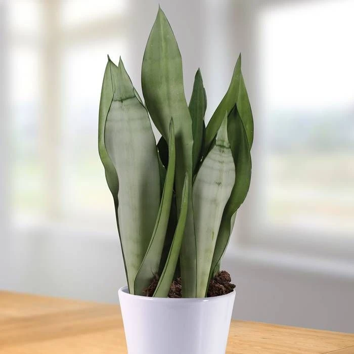 Sansevieria Moonshine 12 Cm Pot 1 Sansevieria Moonshine 12 Cm Pot