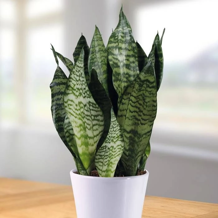 Sansevieria Zeylanica 1 Sansevieria Zeylanica
