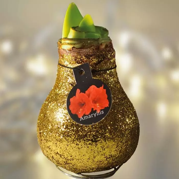 Amaryllis Touch Of Wax Or 1 Amaryllis Touch Of Wax Or