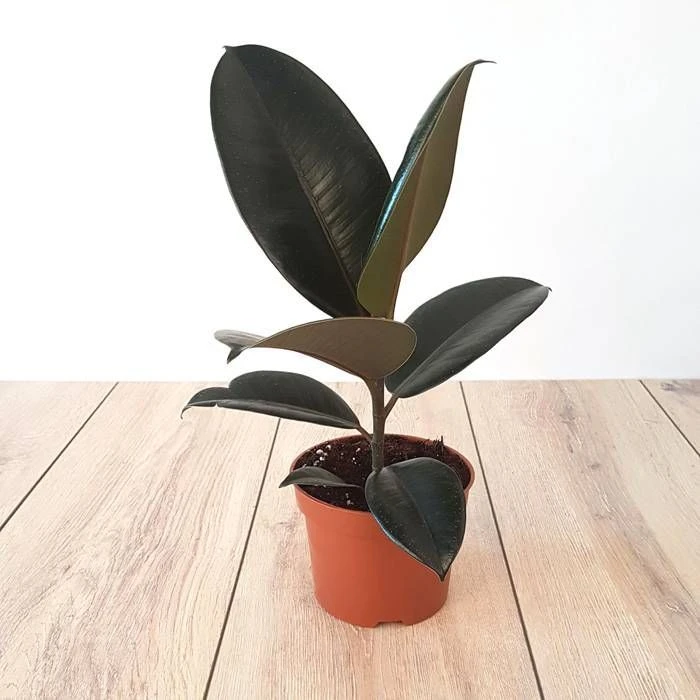 Ficus Elastica Abidjan 1 Ficus Elastica Abidjan