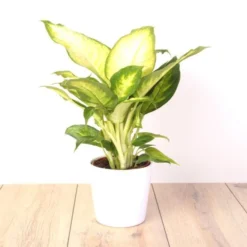 Set 3 Plantes Dintérieur X 3 -Promos Jardin Exquis Boutique fd19327wh