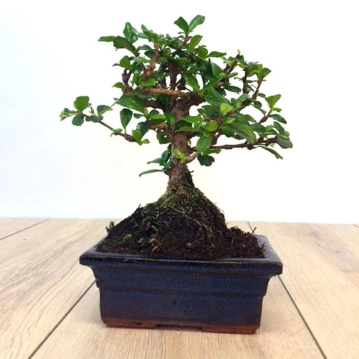 Bonsaï Retusa Carmona 1 Bonsaï Retusa Carmona
