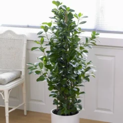 Ficus (microcarpa) Moclame 21 Cm Pot