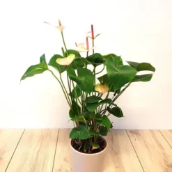 Anthurium Elegance 14 Cm