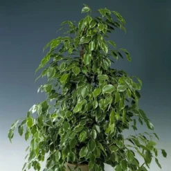 Ficus Benjamina Golden King