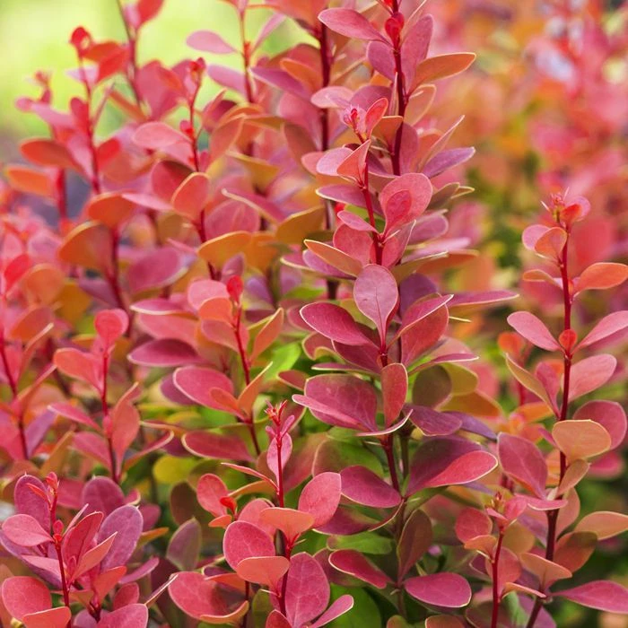 Berberis Thunbergii Orange Rocket Haie X 5 1 Berberis Thunbergii Orange Rocket Haie X 5