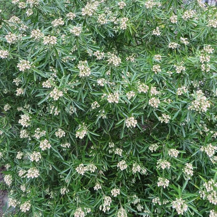 Choisya Aztec Pearl Haie X 5 1 Choisya Aztec Pearl Haie X 5