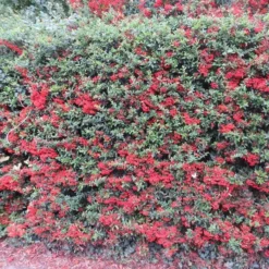 Pyracantha Coccinea Red Column Haie X 5
