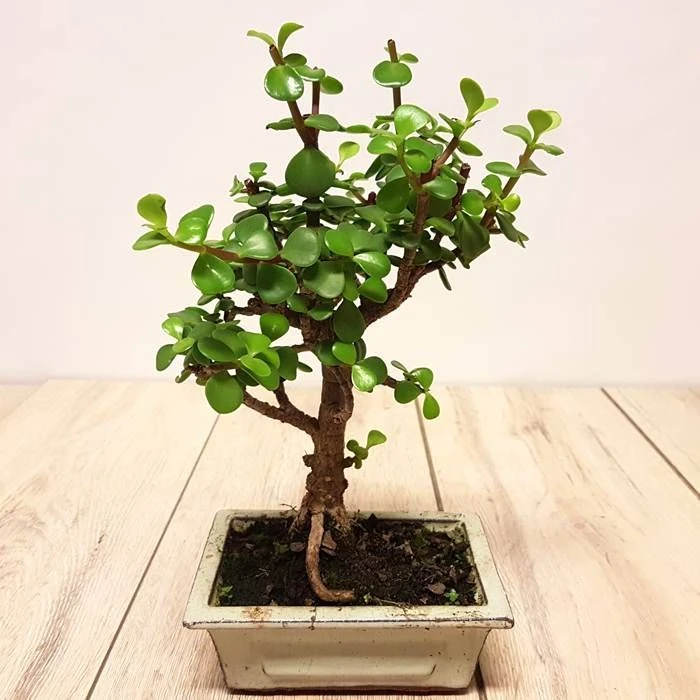 Bonsai Jade Broom 12 Cm 1 Bonsai Jade Broom 12 Cm
