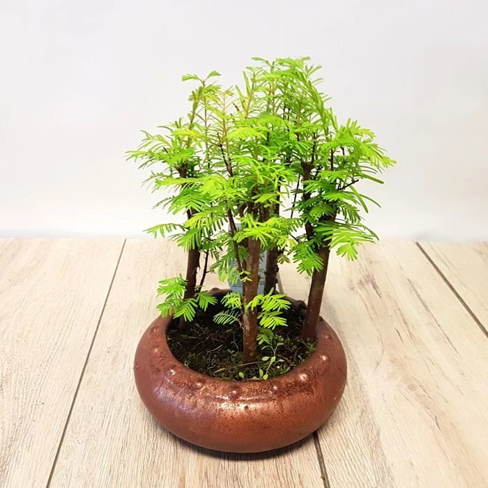 Bonsai Metasequoia Forest 16 Cm 1 Bonsai Metasequoia Forest 16 Cm