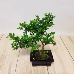 Bonsaï Ilex 15 Cm Pot - 1 Arbre