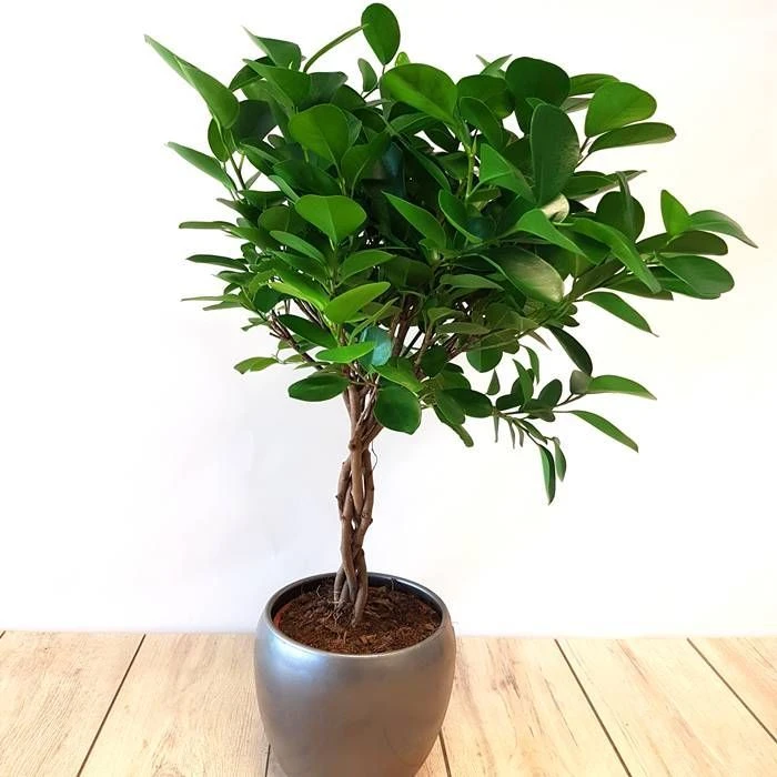 Ficus (microcarpa) 'Moclame' Op Stam P1 1 Ficus (microcarpa) 'Moclame' Op Stam P1