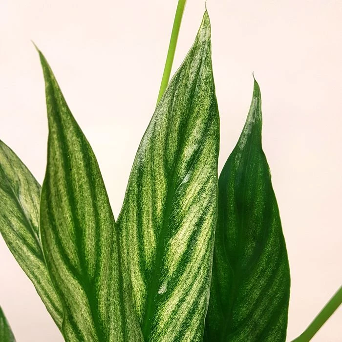 Spathiphyllum Cupido Silver 2 Spathiphyllum Cupido Silver – Image 2