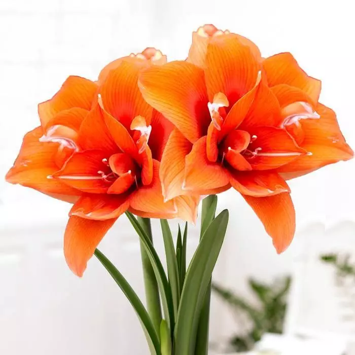 Amaryllis Celica 1 Amaryllis Celica