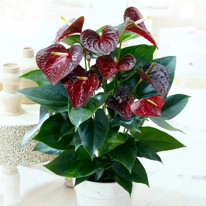 Anthurium Otazu Brun 14 Cm 1 Anthurium Otazu Brun 14 Cm