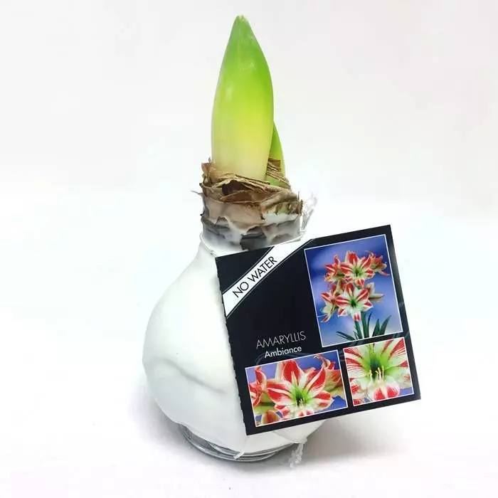 Amaryllis Touch Of Wax Blanc 1 Amaryllis Touch Of Wax Blanc