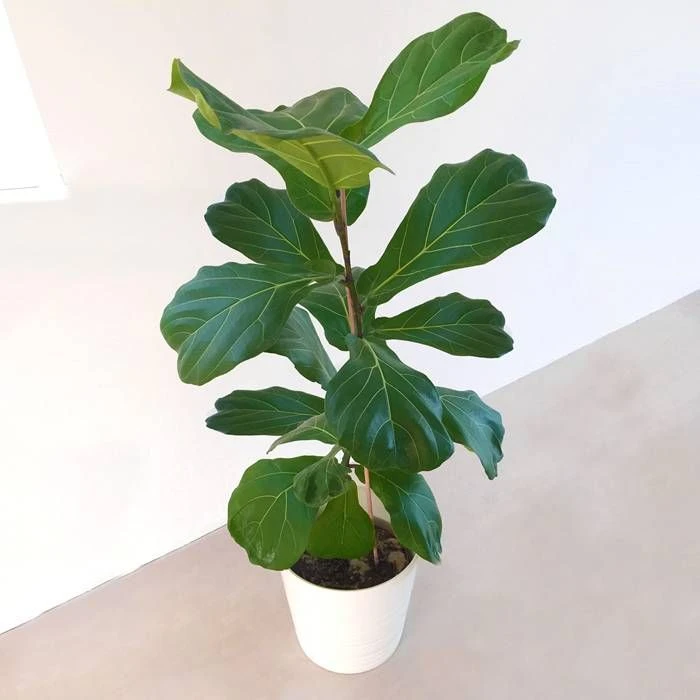 Ficus Lyrata 1 Ficus Lyrata