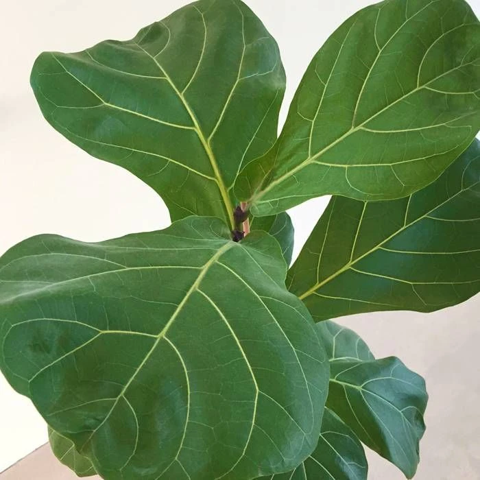 Ficus Lyrata 2 Ficus Lyrata – Image 2