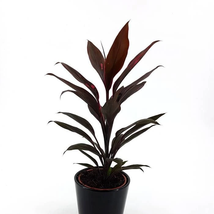 Cordyline Fruticosa Mambo 13cm Pot 1 Cordyline Fruticosa Mambo 13cm Pot
