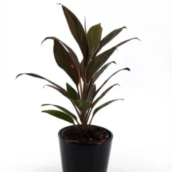 Cordyline Fruticosa Rumba 13cm Pot