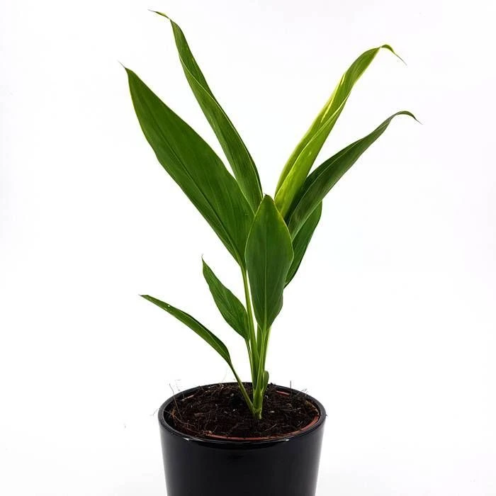 Cordyline Fruticosa Conga 13cm Pot 1 Cordyline Fruticosa Conga 13cm Pot