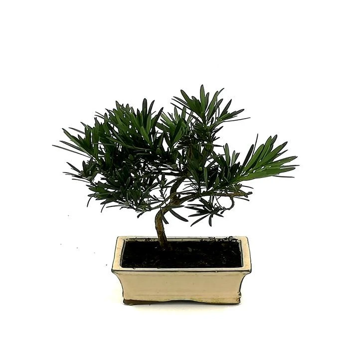Bonsaï Podocarpus 1 Bonsaï Podocarpus