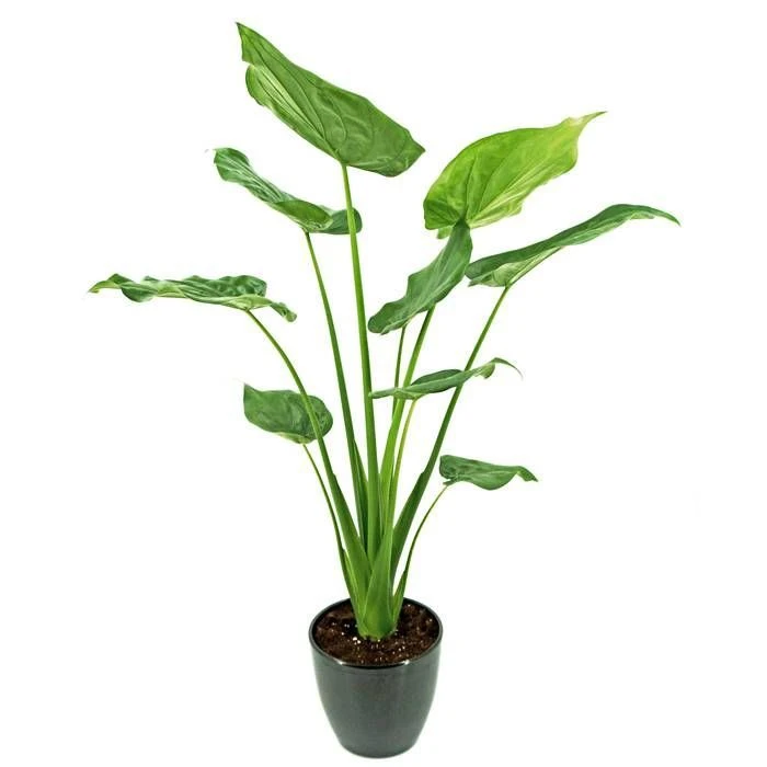 Alocasia Cucullata 17 Cm 1 Alocasia Cucullata 17 Cm