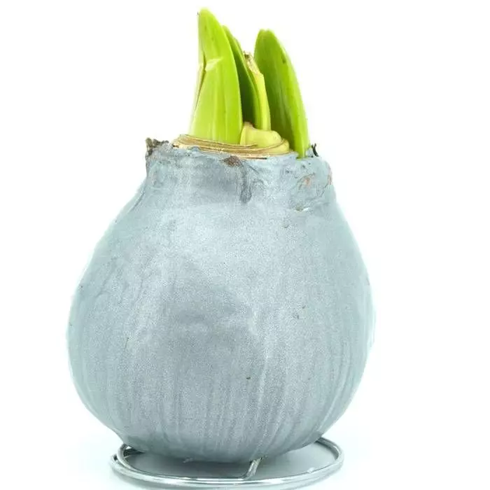 Amaryllis Touch Of Wax Grise 1 Amaryllis Touch Of Wax Grise