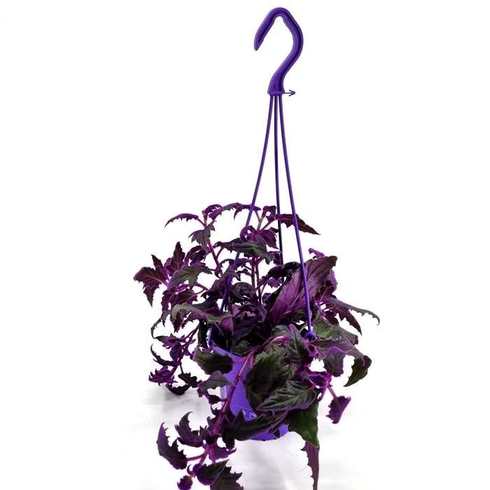 Gynura Purple Passion 1 Gynura Purple Passion