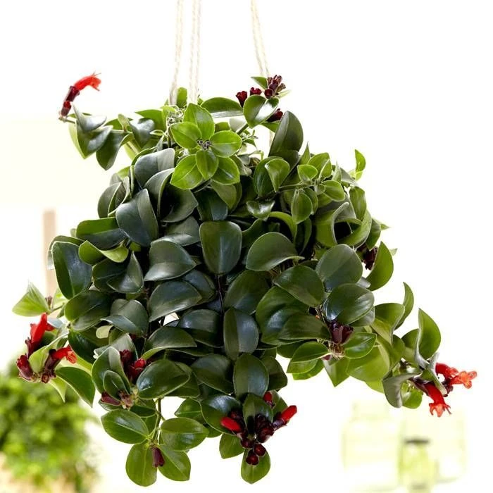 Aeschynantus Mona Lisa 1 Aeschynantus Mona Lisa