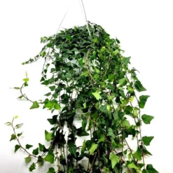 Hedera Helix Lady Kay