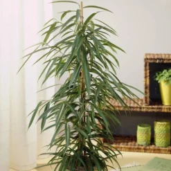 Ficus Binnendijkii Alii