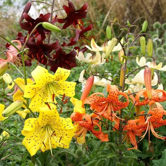 Mélange De Lys Tigrés 1 Mélange De Lys Tigrés